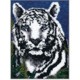 Wild Animals Kits
